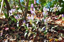 四尾連湖の紅葉