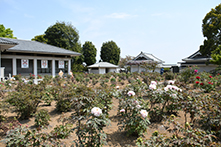 ぼたんの花