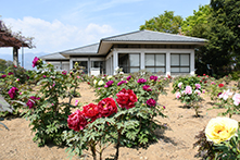 ぼたんの花