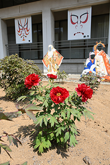 ぼたんの花