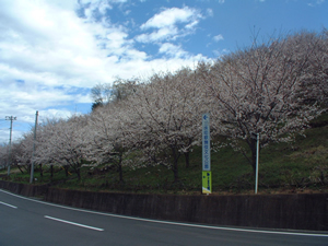 桜の園のさくら 