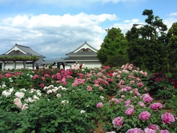 ぼたんの花まつり