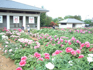 ぼたんの花まつり