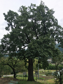 熊野神社の大クヌギ