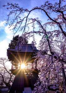 四季の祭り春賞桜の下で