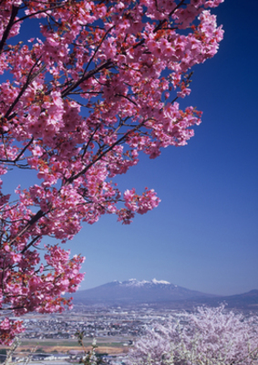 四季の祭り春賞桜の下で