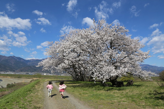 グランプリ桜の木の下へ