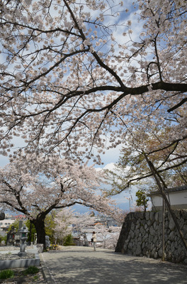 四季の祭り春賞桜の下で