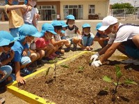 野菜の苗植え