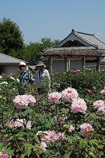 ぼたんの花