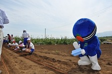 大塚にんじんの種まき