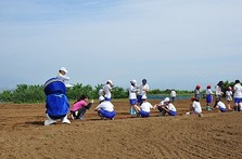 大塚にんじんの種まき
