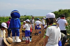 大塚にんじんの種まき
