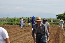 大塚にんじんの種まき