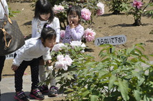 第16回ぼたんの花まつり