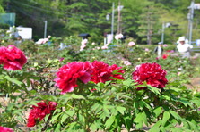 満開のぼたんの花