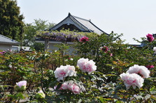 満開のぼたんの花