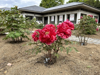 ぼたんの花令和5年4月18日撮影