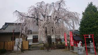 福寿院のさ­くら