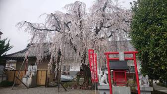 福寿院のさ­くら