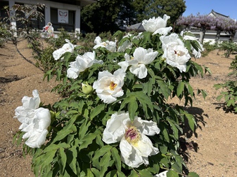 ぼたんの花令和5年4月18日撮影