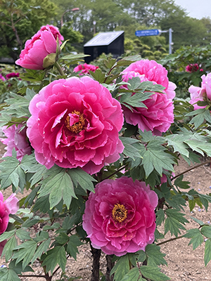 ぼたんの花令和5年4月14日撮影
