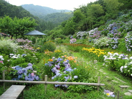 紫陽花