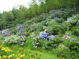 紫陽花