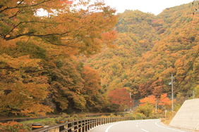 芦川の紅葉