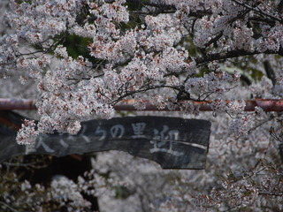 寺所の桜