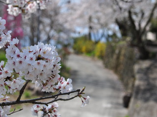寺所の桜