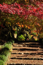 光勝寺の紅葉