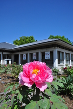 ぼたんの花