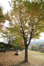 大門碑林公園の紅葉