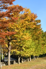 大門碑林公園の紅葉