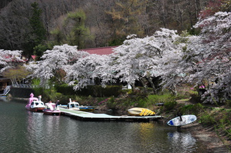 四尾連湖の桜