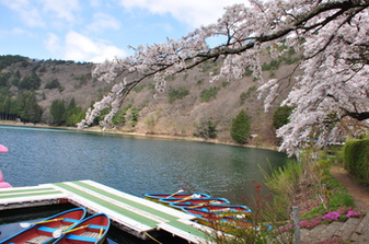四尾連湖の桜