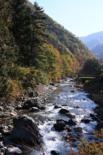 芦川渓谷の紅葉