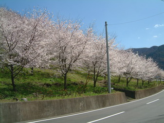 桜の園のさ­くら