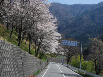 桜の園のさ­くら
