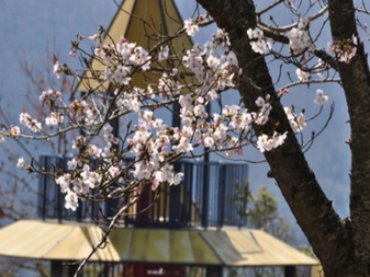 富士見ふれ­あいの森公­園の桜