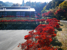 大門碑林公園の紅葉