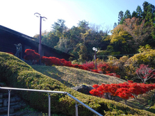 大門碑林公園の紅葉