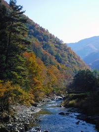 芦川渓谷の紅葉