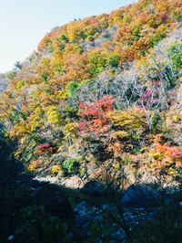 芦川渓谷の紅葉