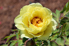 ぼたんの花