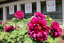 ぼたんの花