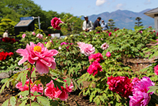 ぼたんの花