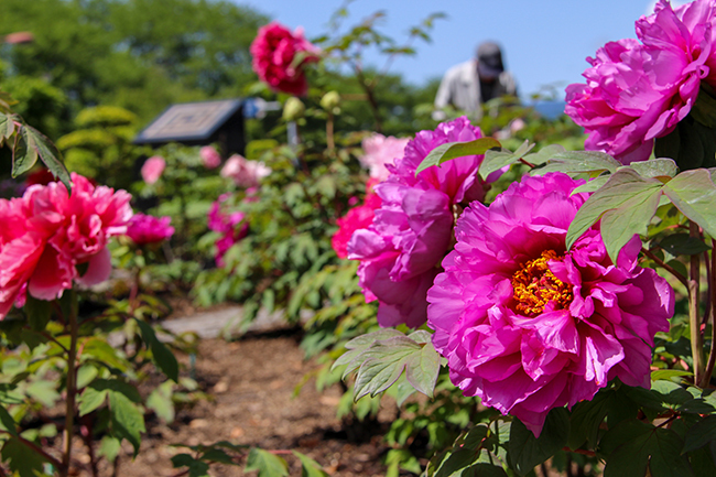 ぼたんの花