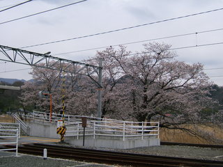 甲斐岩間駅のさくら2